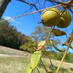 Juglans nigra Плід