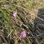 Colchicum multiflorum花