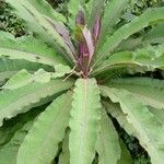 Lobelia giberroa List