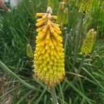 Kniphofia linearifoliaFlor