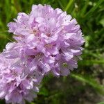 Armeria alpina Квітка