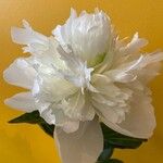 Paeonia lactiflora Blomst