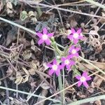 Centaurium tenuiflorum Цветок