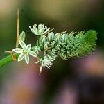 Albuca virens Цветок