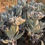 Helichrysum melaleucum Blüte