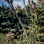 Tragopogon porrifolius Συνήθη χαρακτηριστικά