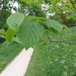 Hovenia dulcis Frunză