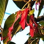 Dipterocarpus intricatus Flower