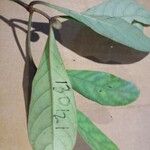 Psychotria cupularis Yaprak