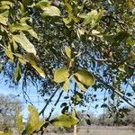 Quercus fusiformis List