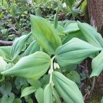 Polygonatum odoratum 葉