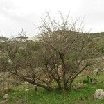 Pyrus spinosa موطن