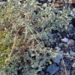 Heliotropium longiflorum आदत