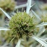 Eryngium campestreFrukto