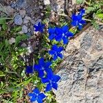 Gentiana brachyphylla Flower