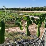 Luffa aegyptiaca Fruit