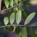 Julbernardia globiflora Folio