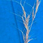 Aristida adscensionis Fruit