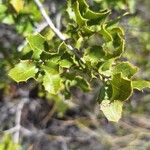 Quercus coccifera Φύλλο