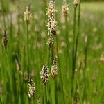 Eleocharis palustris Elinympäristö