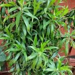 Dracaena angustifolia Deilen