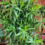 Dracaena angustifolia برگ