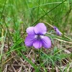 Viola pedatifidaFloro