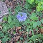 Nigella sativa Habit