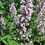 Nepeta grandiflora Blodyn