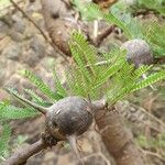 Vachellia drepanolobium кора