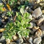 Alyssum alyssoides 葉