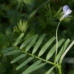 Vicia articulata Kita