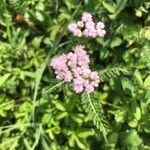 Achillea roseo-alba Λουλούδι