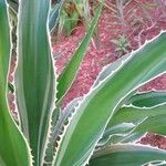 Furcraea selloana Levél