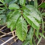 Leea guineensis List