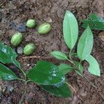 Clusia amazonica Leaf