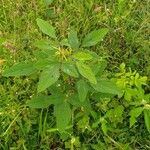 Desmodium tortuosum Blatt