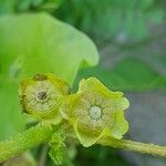 Malva parviflora Frucht