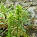 Tofieldia calyculata Elinympäristö