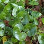 Asarum europaeum Blad