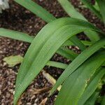 Agapanthus africanus Blad