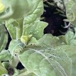 Nicotiana alata Leaf