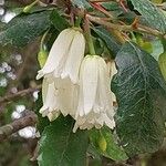 Crinodendron patagua Kvet