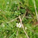 Cardamine parviflora Flower