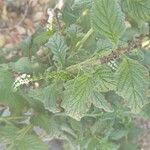 Heliotropium angiospermum Blad