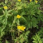 Anemonoides ranunculoidesList