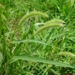 Setaria viridis Hoja