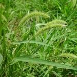 Setaria viridis পাতা