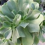 Aeonium glutinosum Blatt