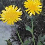 Hieracium villosum Blüte